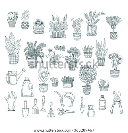 Image Result For Houseplant Palm Image Result For Houseplant Palm