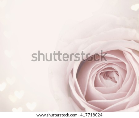 Romantic background with delicate rose close up.