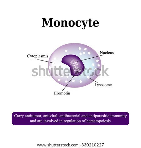 Monocyte Stock Photos, Royalty-Free Images & Vectors - Shutterstock