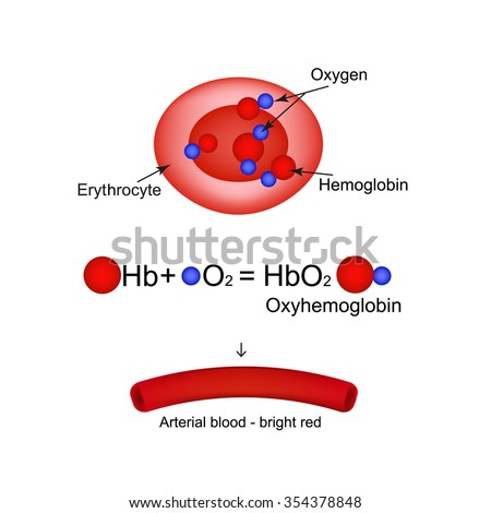 Hemoglobin Stock Images, Royalty-Free Images & Vectors | Shutterstock