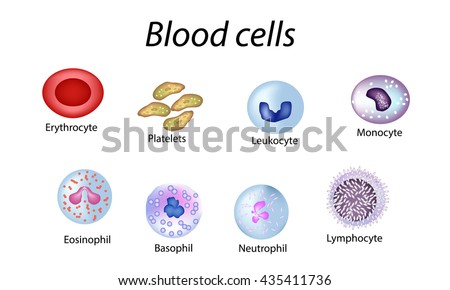 Blood Cells Set Colored Cells Red Stock Vector 435411736 - Shutterstock