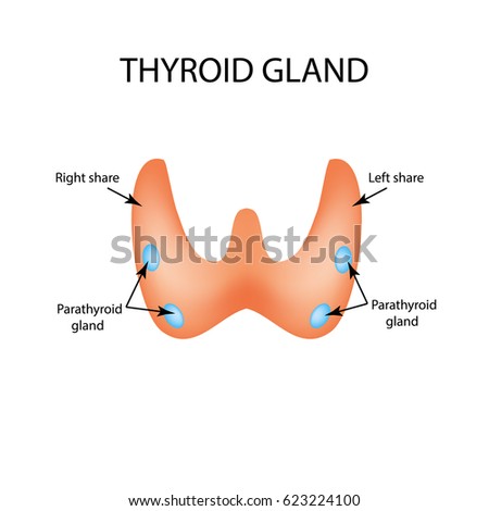 Parathyroid Stock Images, Royalty-Free Images & Vectors | Shutterstock