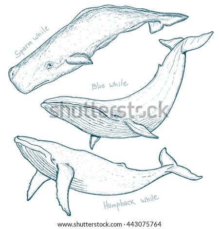 Whale Stock Images, Royalty-Free Images & Vectors | Shutterstock