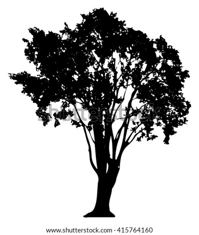 Wide Tree Silhouette On White Stock Vector 19519396 - Shutterstock