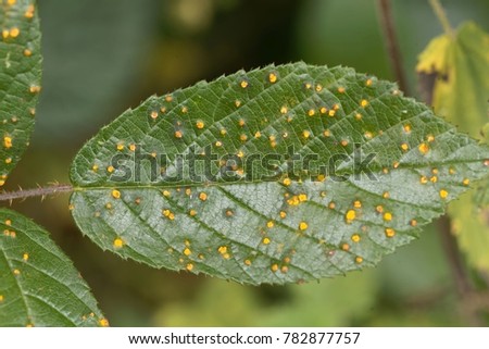 asian parasitic leafless plant beautiful nude women dancing bear