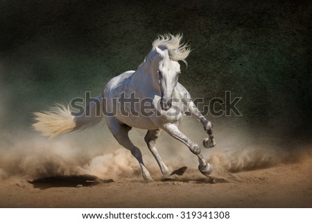 White andalusian horse in desert dust against dark background