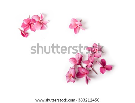 Group of Pink Frangipani isolated on White