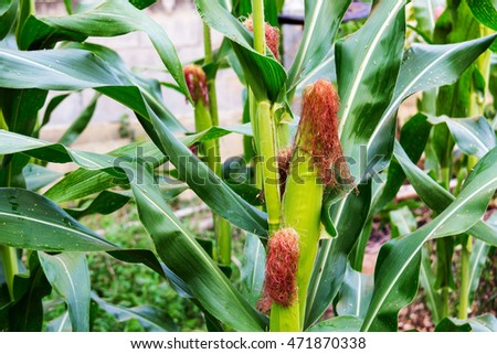 TỨ TUYỆT HOA - Page 32 Stock-photo-zea-mays-linn-sweet-corn-in-the-field-471870338