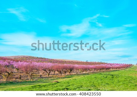 blooming peach trees