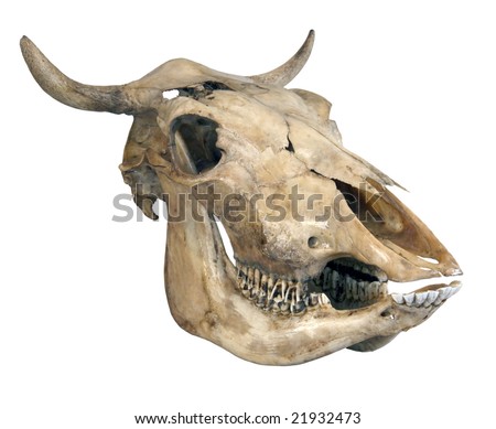 Skull Cow On White Background Stock Photo (Edit Now) 21932473