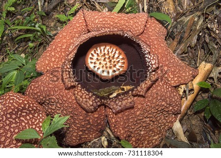 Download Rafflesia Flower Stock Images, Royalty-Free Images ...