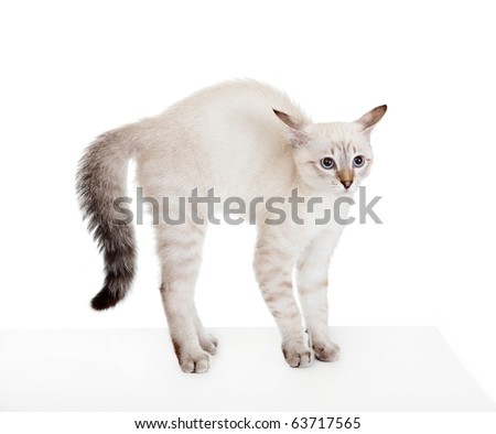 stock-photo-scared-kitten-on-the-eastern-calendar-the-year-the-cat-63717565.jpg