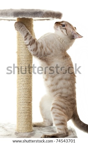 Cat Claws Stock Photos, Images, & Pictures | Shutterstock