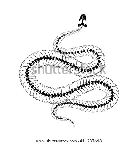 Snake Skeleton Stock Images, Royalty-Free Images & Vectors | Shutterstock