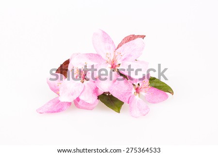 Peach flowers on a white background