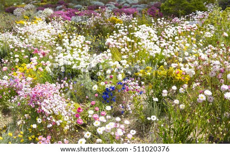 Native wildflower gardens of everlasting daisies - RHODANTHE chlorocephala and black Kangaroo Paws - Macropidia fuliginosa at Kings Park, Perth Western Australia