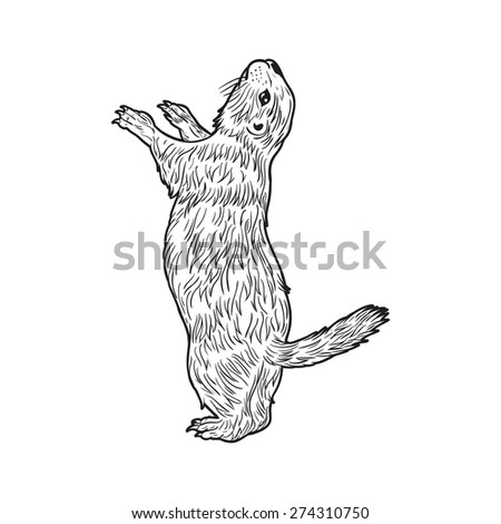 Prairie-dog Stock Vectors, Images & Vector Art | Shutterstock