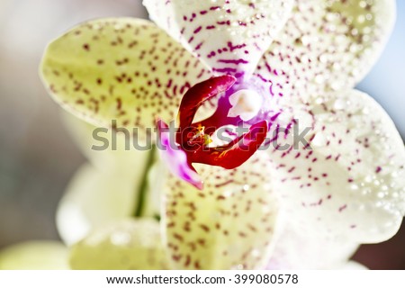 Yellow orchid flower in nature ,fresh ,nature ,amazing orchids, points, sun, violet ,green background ,home ,plants ,long ,vase ,apartment