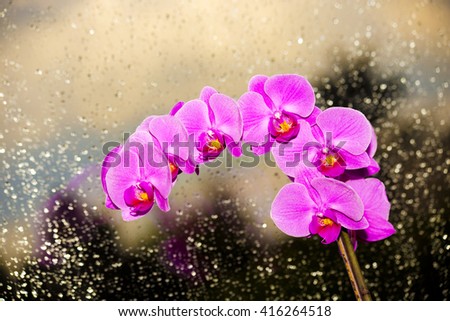Orchid in window on rainy glass, violet fresh flower ,pink flowers ,flowers in window,pink orchids ,amazing orchids ,violet orchids ,lovely orchids ,orchids inside ,spring flowers ,flowers on black