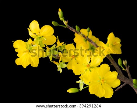 blooming apricot branch with delicate yellow flowers, isolated on black