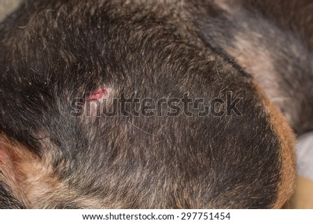 Puncture Wound Stock Photos, Images, & Pictures | Shutterstock