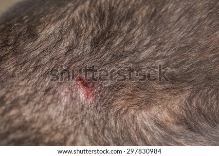 Puncture Wound Stock Photos, Images, & Pictures | Shutterstock