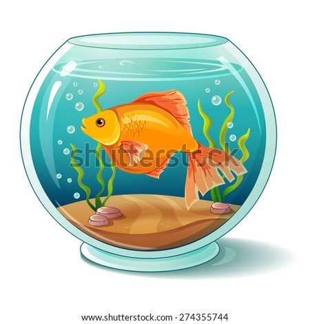 Goldfish in aquarium