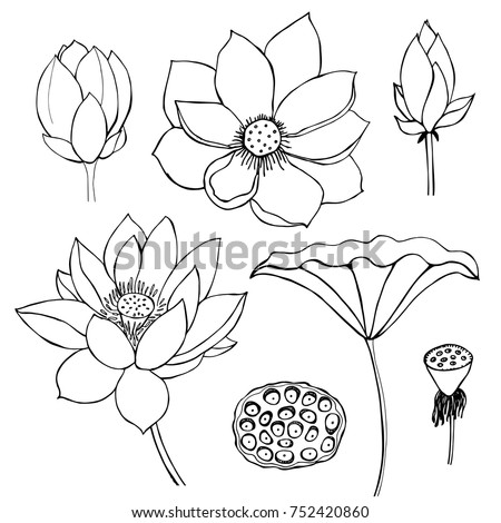 Vector Set Hand Drawn Lotus Flowers Stock Vector 371082911 - Shutterstock