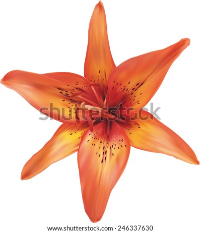 Orange Lily Stock Photos, Images, & Pictures | Shutterstock