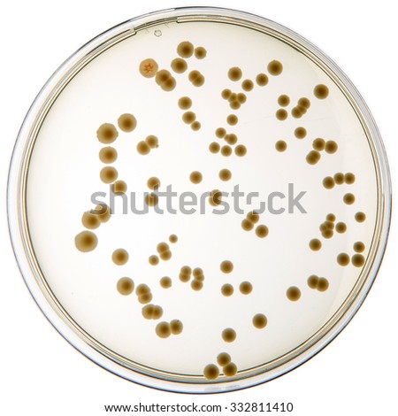 thesis on candida albicans thesis on candida albicans
