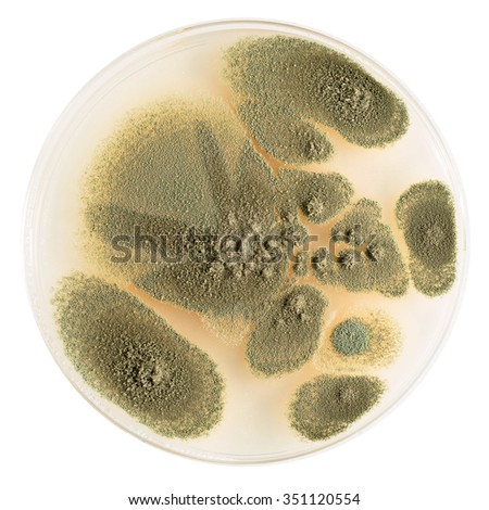 Botrytis Cinerea Stock Photo 331828676 - Shutterstock