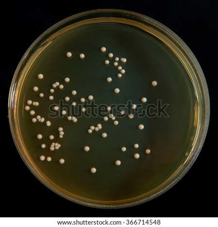 Saccharomyces Cerevisiae Stock Images, Royalty-Free Images & Vectors ...