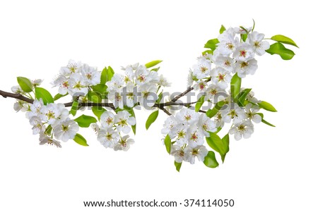 Branch with blossoms isolated on white