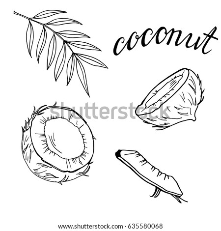 Set of coconut pieces on white background. Hand drawn ink sketch. Hand lettering. Vector illustration.