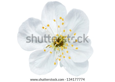 Single flower of cherry. Isolated on white background