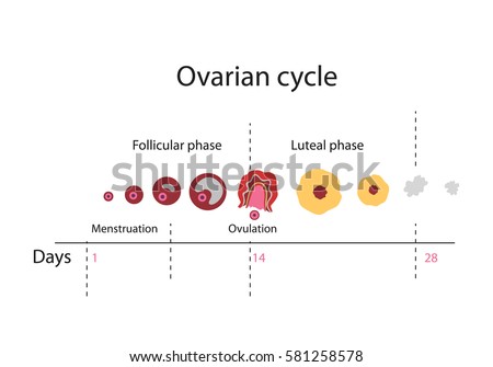 ovulation stock images royalty free images vectors ovary size chart