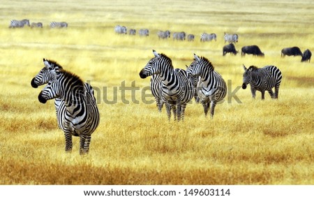 zebra' s grazing on grassland in Africa