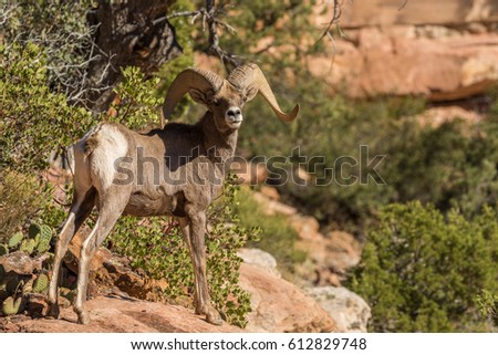 Desert Bighorn Sheep Ram