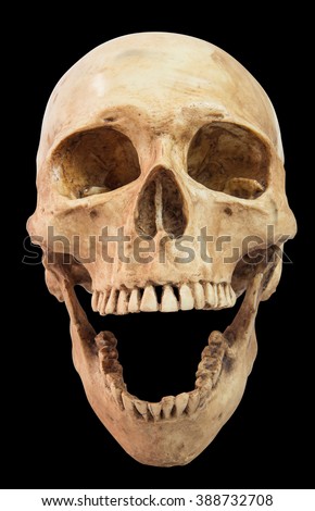Human Head Skull Model...