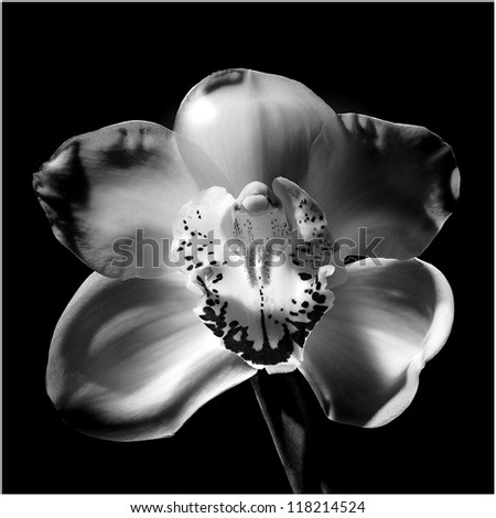 White Orchid Stock Photos, Images, & Pictures | Shutterstock