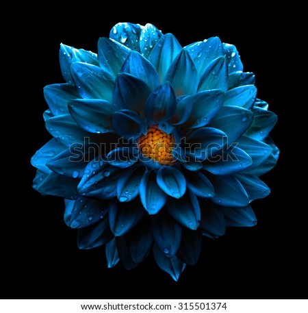 stock-photo-surreal-dark-chrome-blue-flower-dahlia-macro-isolated-on-black-315501374.jpg