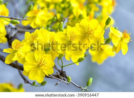 Two tulips pointing at the sky next to the forest yellow tulips symbolizing glory like the flower in the wild beauty