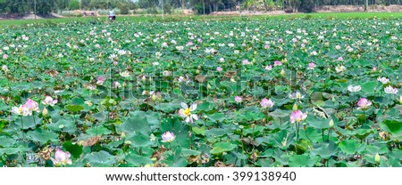 Lotus bloom fields countryside with white lotus pink blooming throughout region, casual look awesome bike, typical agricultural products of wetland Dong Thap, Vietnam, but also remember one away