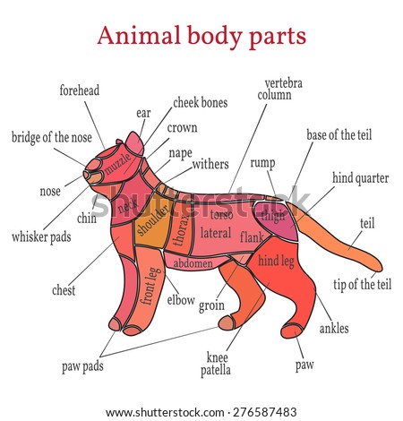 Animal Body Part Stock Images, Royalty-Free Images & Vectors | Shutterstock