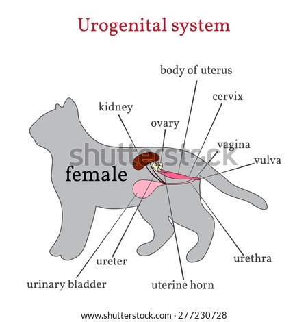 Dogs Organ Anatomy Diagram Vector Illustration Stock Vector 412330615