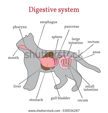 Animal Digestive System Stock Images, Royalty-Free Images & Vectors