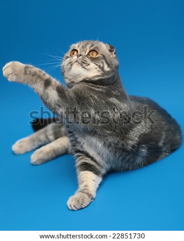 Cat with the lifted paw. - stock photo