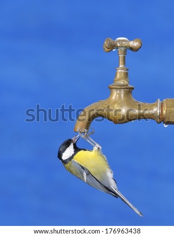 Bird drinking water from a faucet with blue background. - stock photo