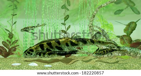 The excellent bottom feeder freshwater Bottom feeder freshwater Seldom.. possible