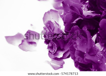 natural light and shadow in vintage style of blur purple roses and purple rose petals in bath decorated for special period. Romantic set up for Valentine Day,Honeymoon,Wedding Anniversary